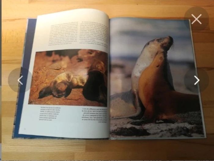 Livre phoques et otaries - photo numéro 3