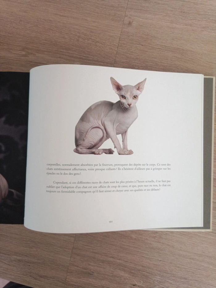 Star de chat et chats de stars - photo numéro 13