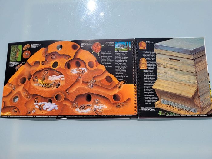 🦗 Mille Milliards d'insectes 🪳livre animé Gallimard Jeunesse (73) - photo numéro 10
