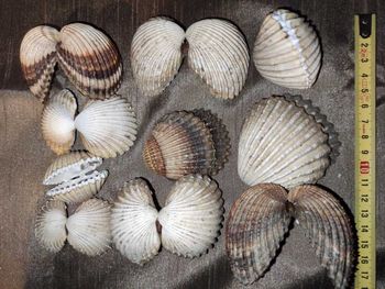 Lot Coquillages Coques