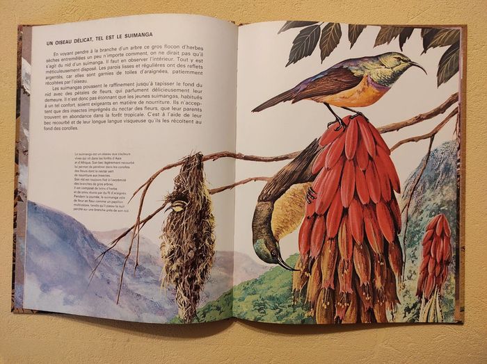 Les petits des oiseaux - photo numéro 2