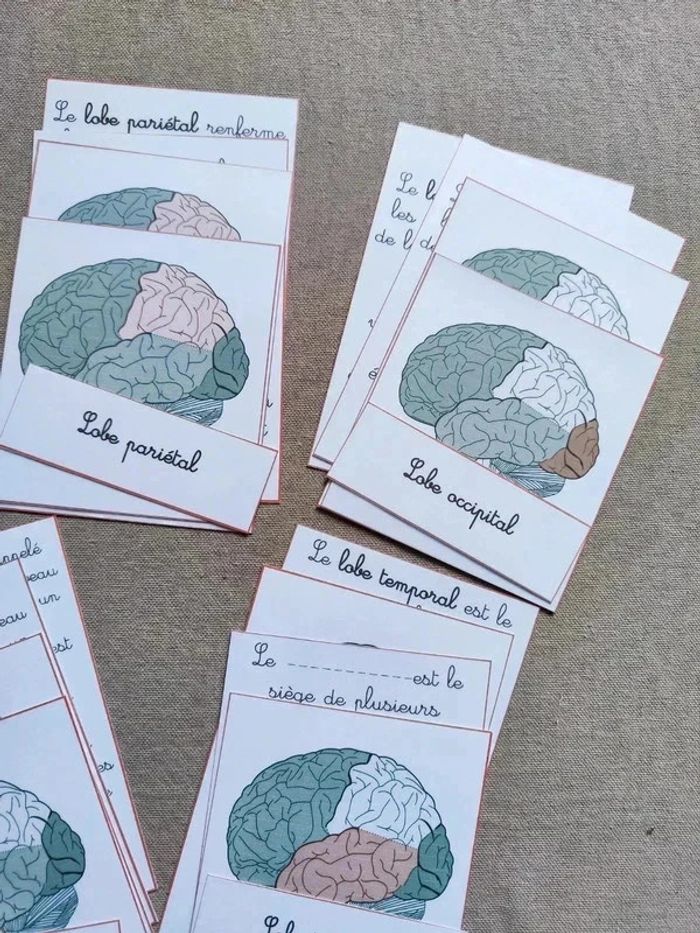 Cartes de nomenclature sur l'anatomie du cerveau Montessori - photo numéro 3