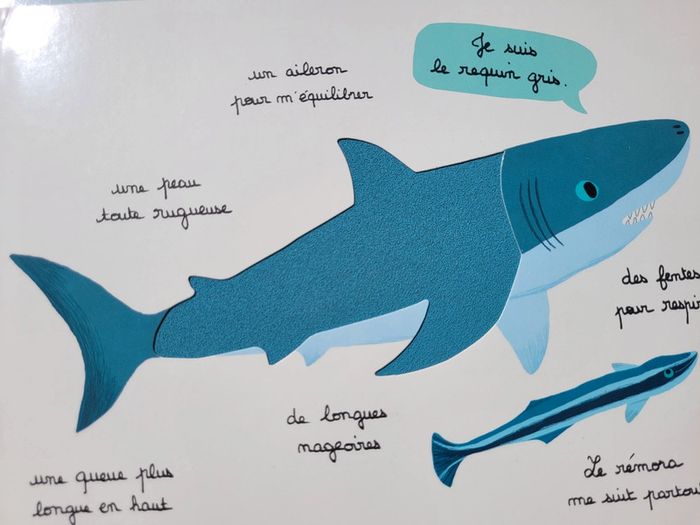 Beau livre animé 🦀 Mes animaux des mers 🐬 à toucher 🦐 Milan Jeunesse (72) - photo numéro 10