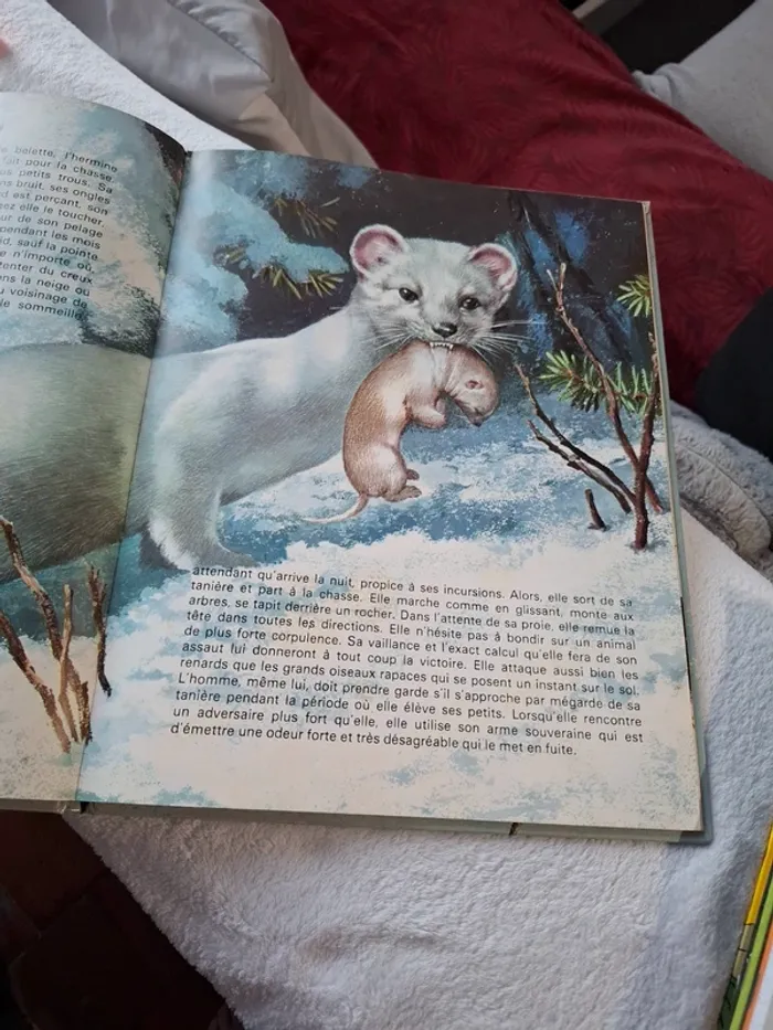 Magnifique livre pour jeune enfant sur les Animaux de la foret - photo numéro 4