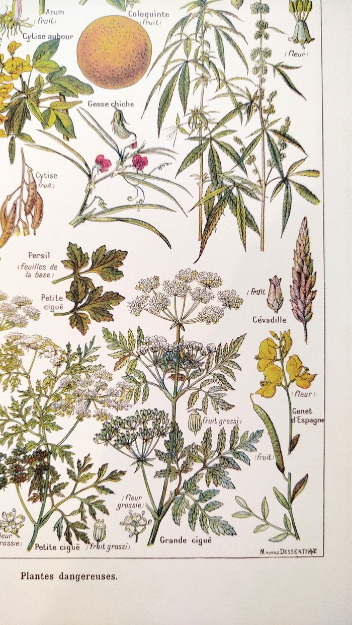 Affiche sur les plantes dangereuses "cigue", d'après une lithographie de 1920 - photo numéro 5