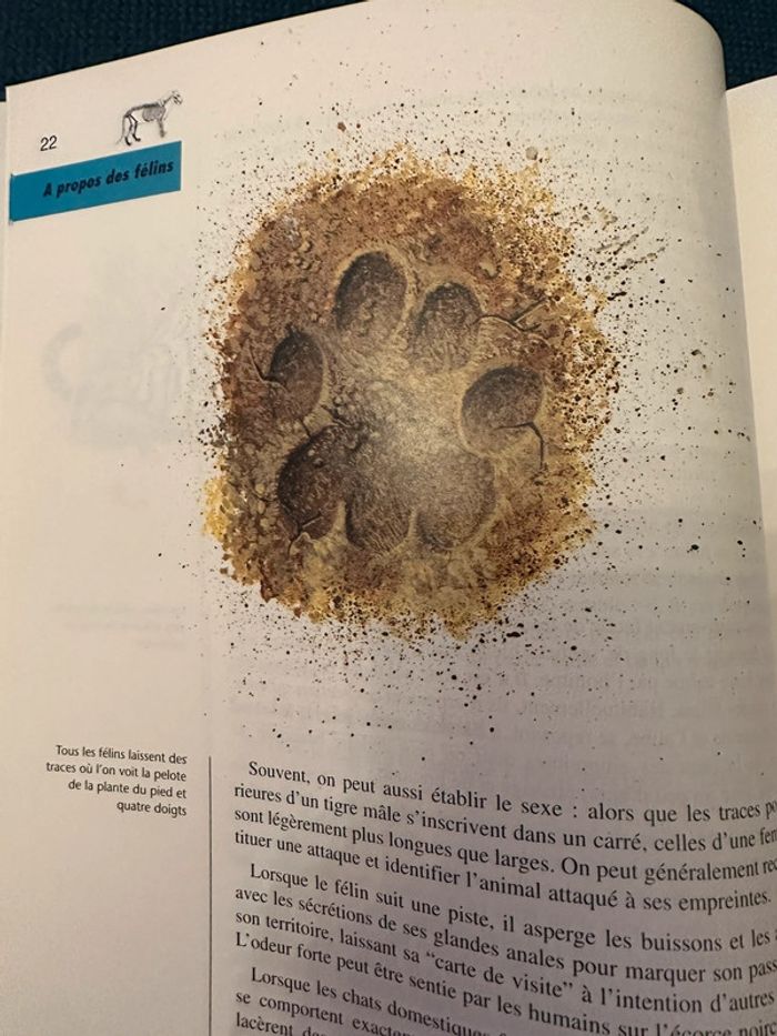 Livre rare Robert Dallet Les félins toutes les espèces du monde bibliothèque du naturaliste - photo numéro 8