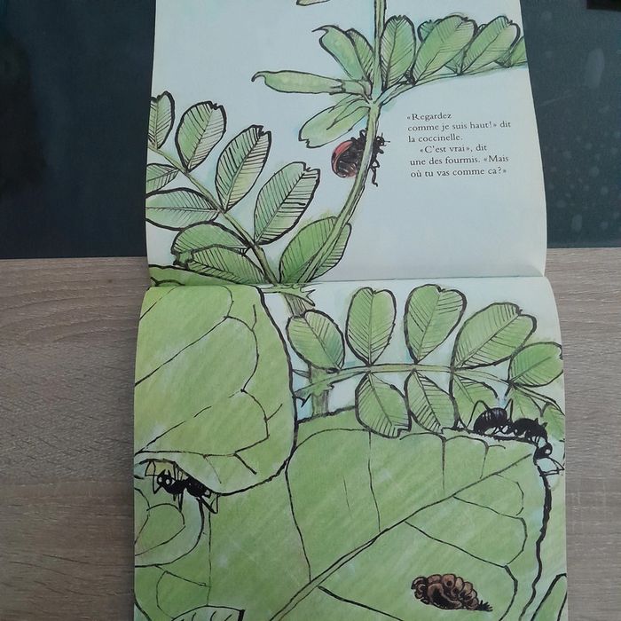 Album école des loisirs Je suis une coccinelle - photo numéro 3