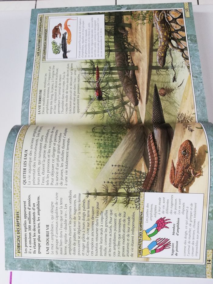 livre dinosaures - photo numéro 6