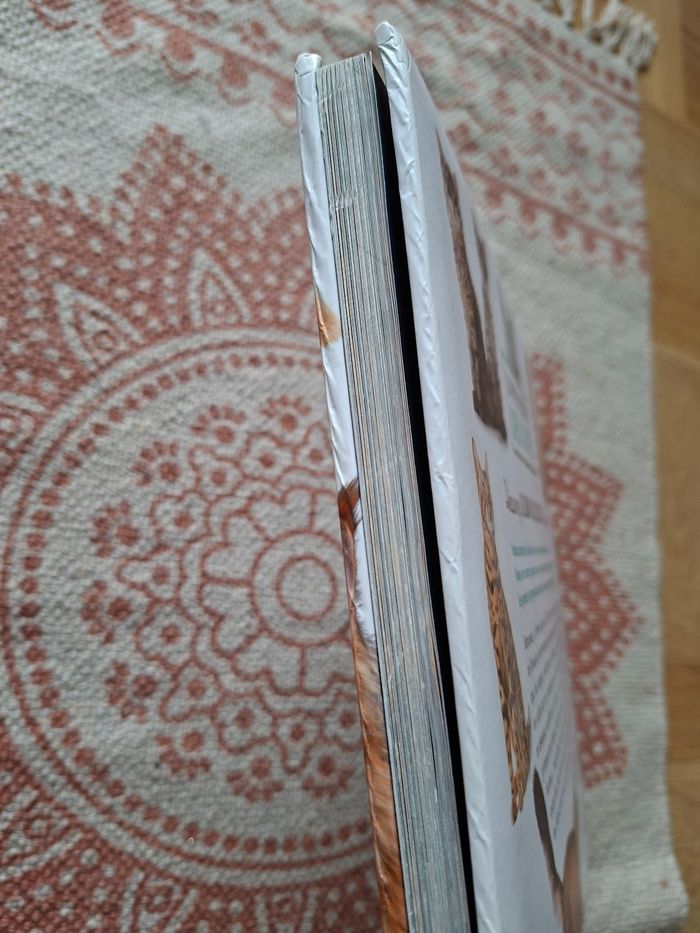 La vie secrète des chats - photo numéro 4