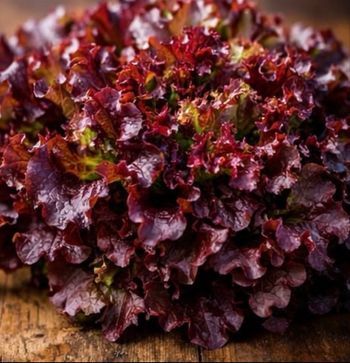 Salade frisée rouge 550 graines 