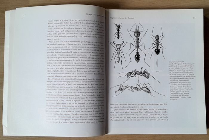 Voyage chez les fourmis - une exploration scientifique - photo numéro 7