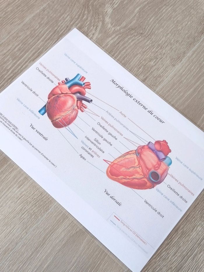 Kit anatomie du coeur - photo numéro 11