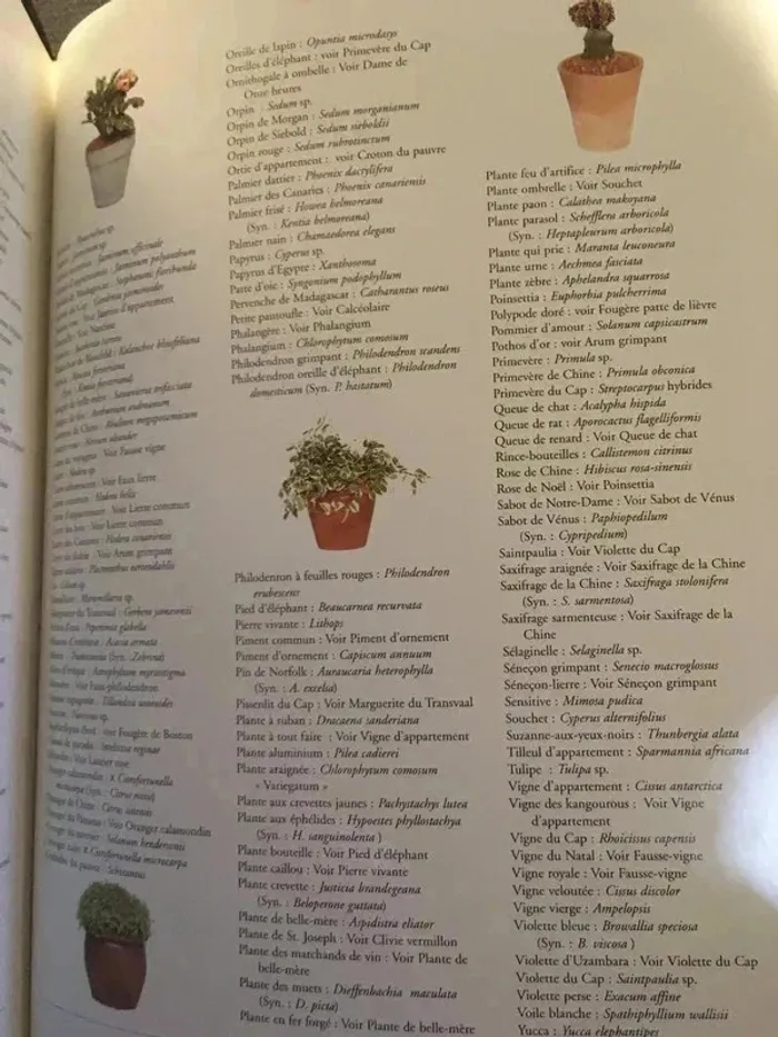 Les plantes d'appartement état neuf - photo numéro 3