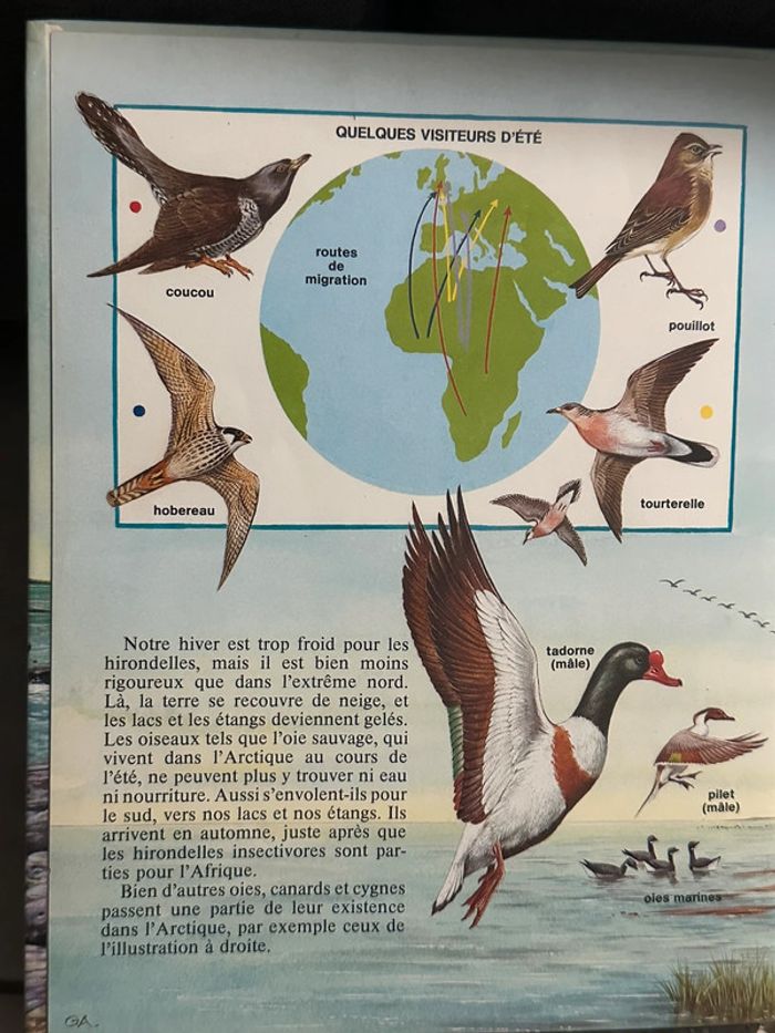 Livre Les Voyages des Animaux - photo numéro 2