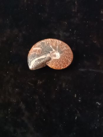 Ammonite polie