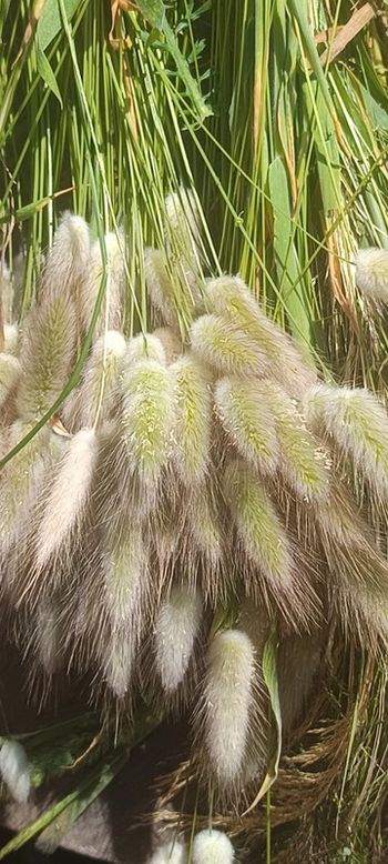 Queue de lapin décoration champêtre créations bouquet