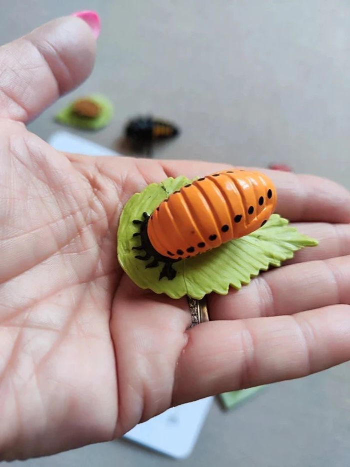 Kit cycle de vie d'une coccinelle Montessori - photo numéro 6