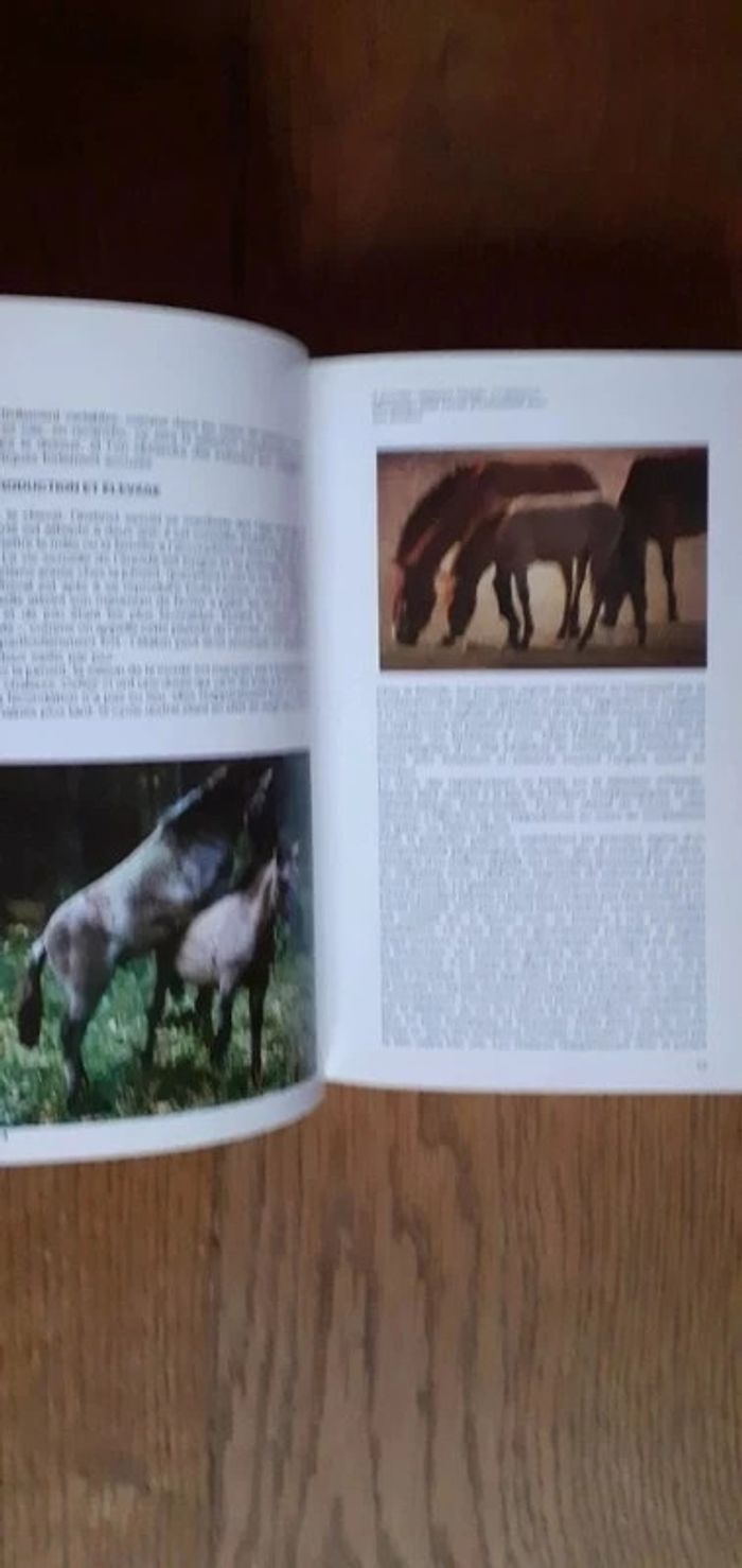 🐴 Les chevaux - photo numéro 4