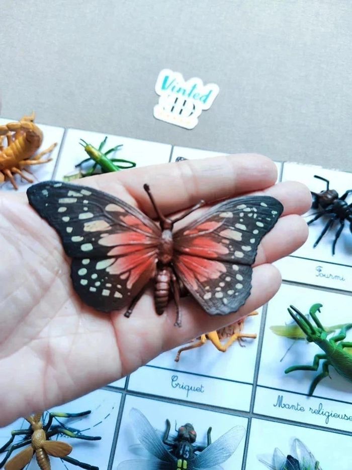 12 cartes de nomenclatures sur les insectes avec grands insectes Montessori - photo numéro 5