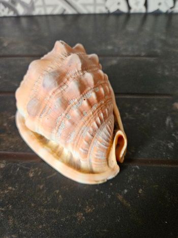 Coquillage Cassis rufa casque rouge