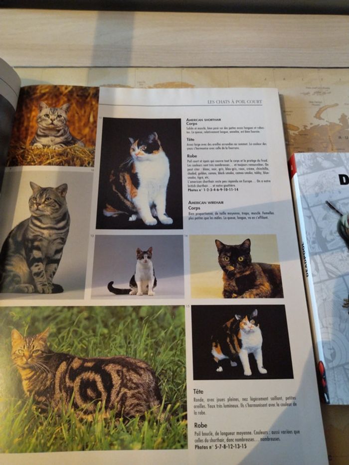 Livre Les chats en 1000 photos - photo numéro 3