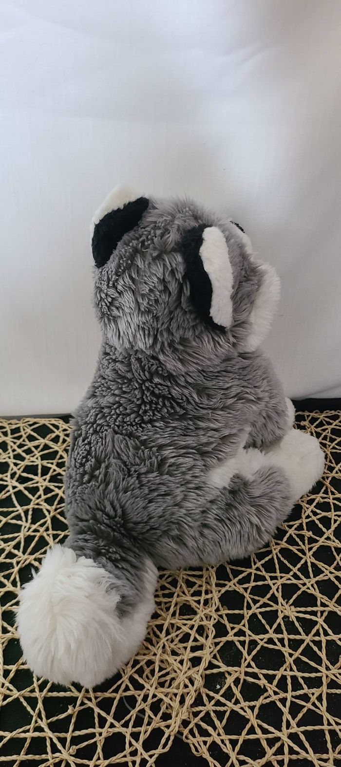 Malamute aux yeux bleus d’Alaska - photo numéro 2