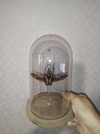 Superbe scarabée exotique naturalisé sous cloche transparente cabinet de curiosité 