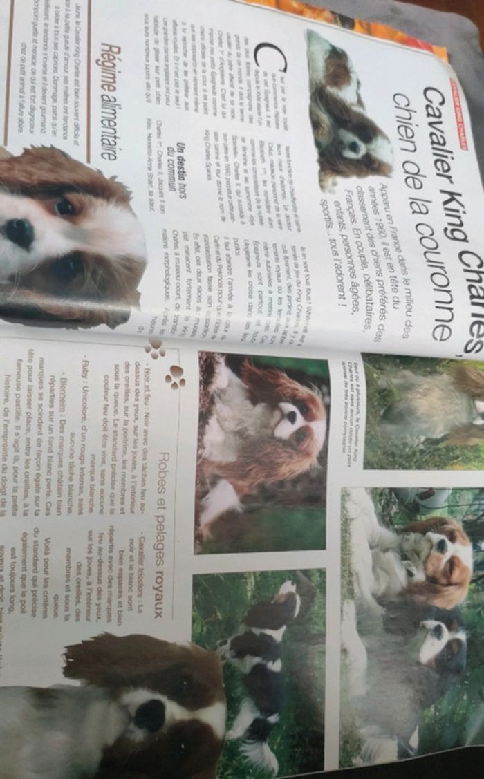 Magazine spécial chiens numéro 55 trimestriel - photo numéro 4