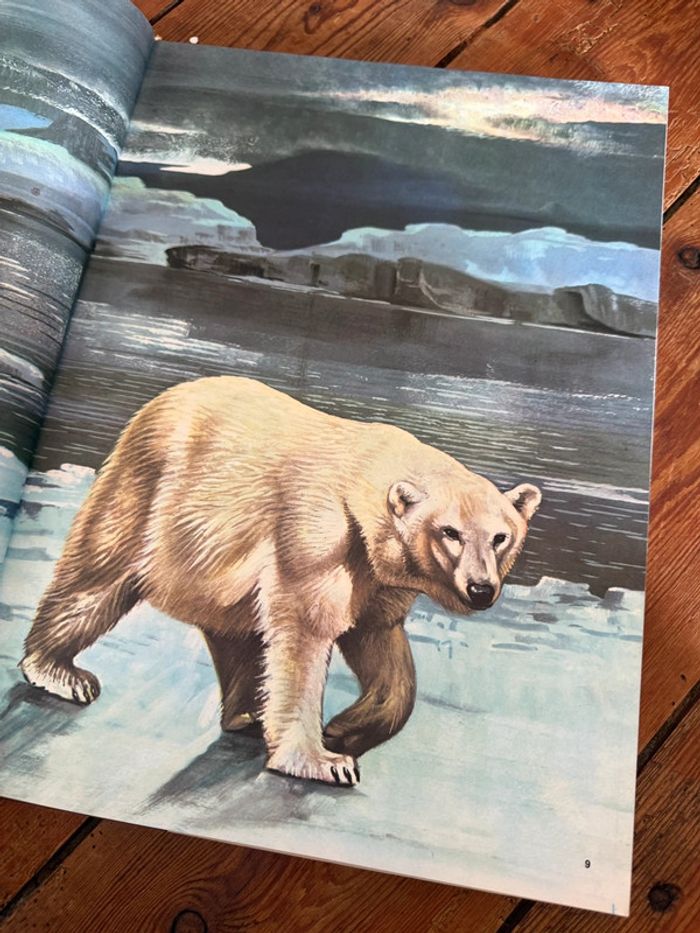 Lito Roby Grand livre illustrations Robert Dallet ancien vintage Faune du nouveau monde d’Amerique - photo numéro 5