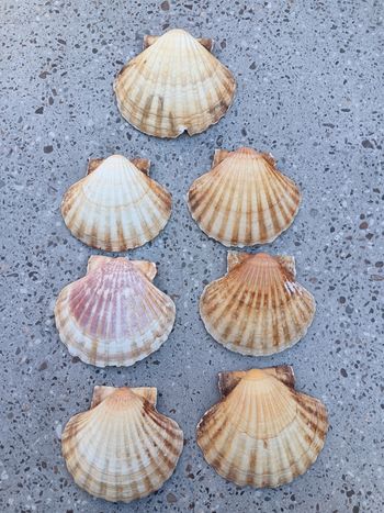 Coquilles saint Jacques