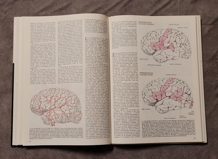 Le cerveau Hubel, David - photo numéro 5