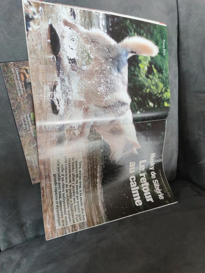 Magazine spécial husky de Sibérie revue chien 2000 - photo numéro 5