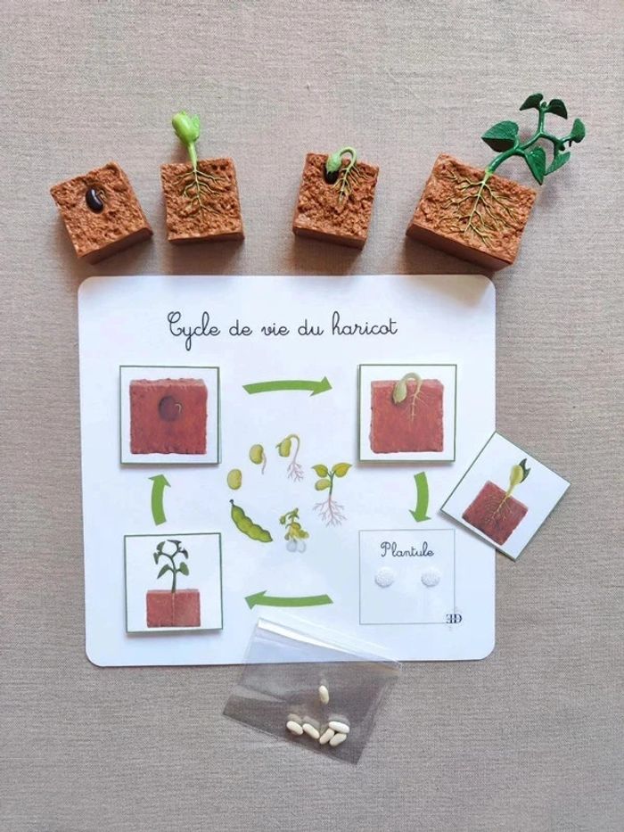Kit cycle de vie d'une haricot + véritables graines Montessori