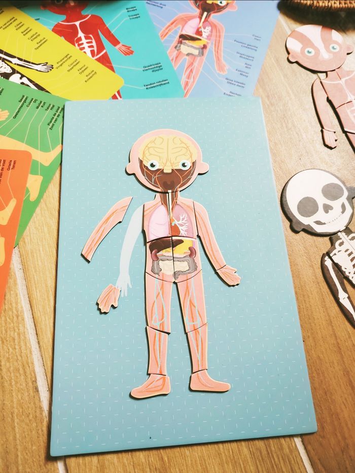 💪Coffret Montessori magnétique le Corp humain - photo numéro 3