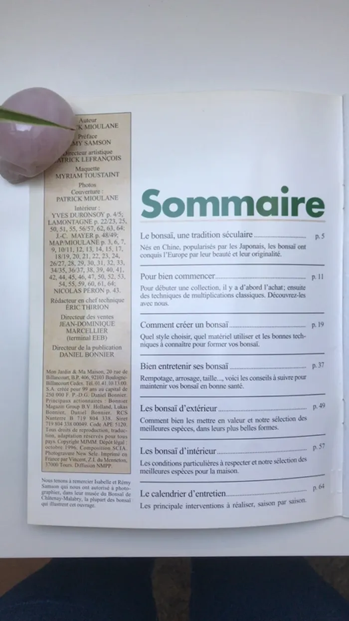 Les bonsaïs - photo numéro 3