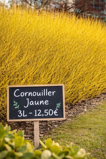 Cournouiller jaune 