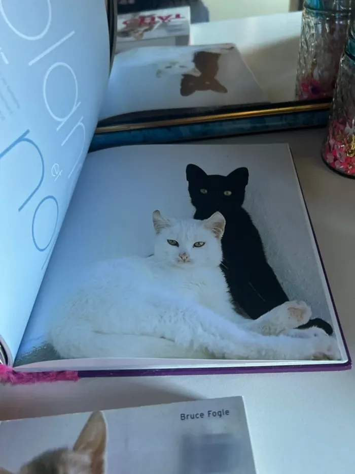 Lot de livres chat - photo numéro 5