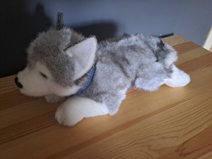 Husky coucher - photo numéro 4