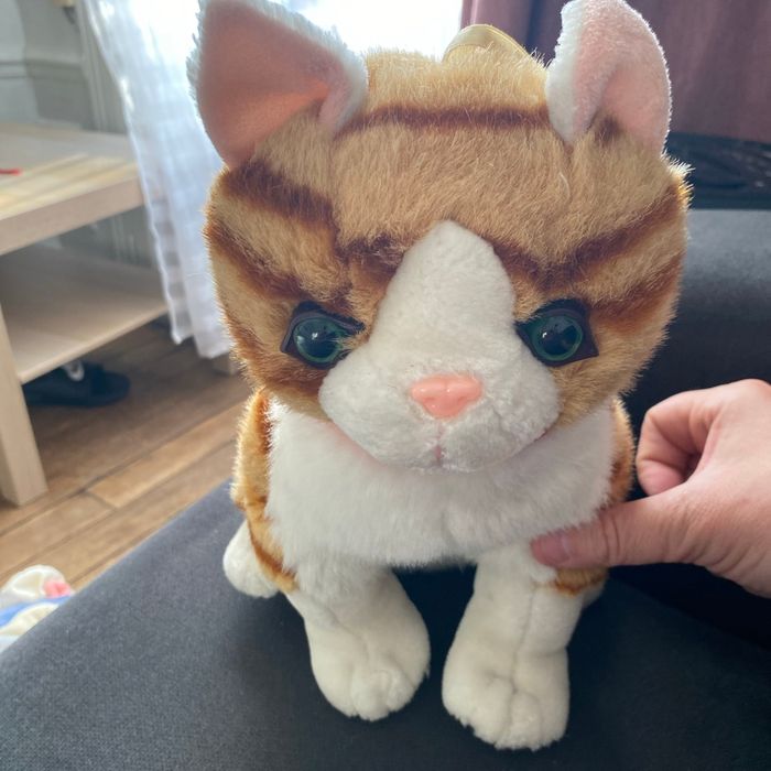Chat milor