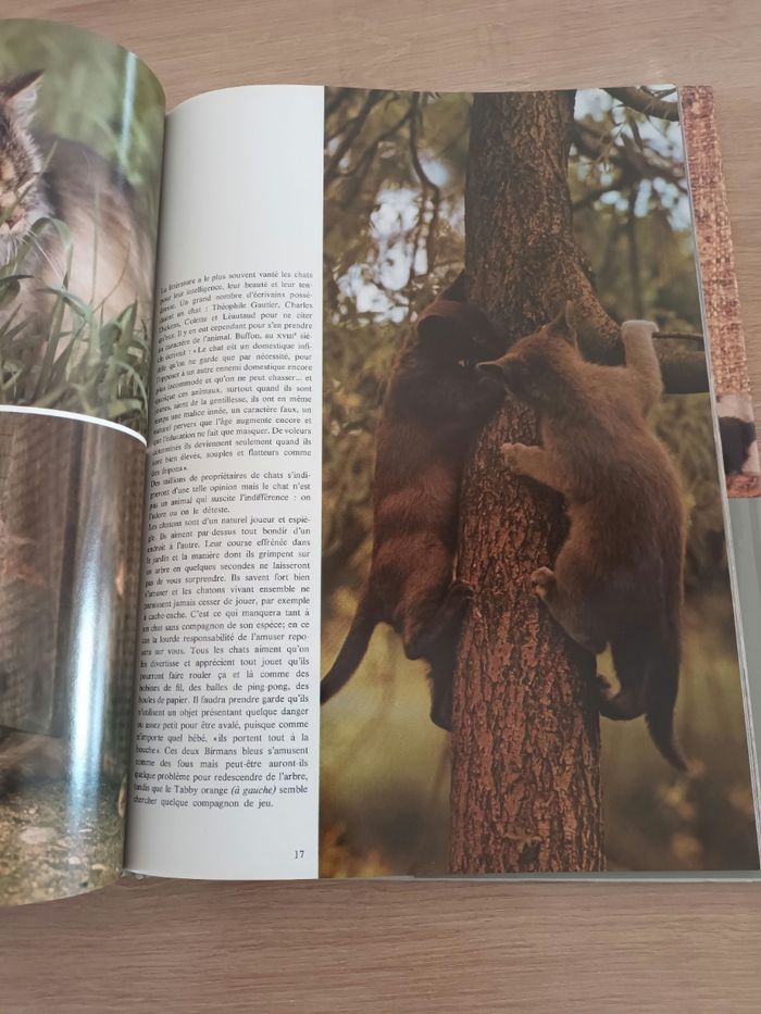 La passion des chats - photo numéro 5