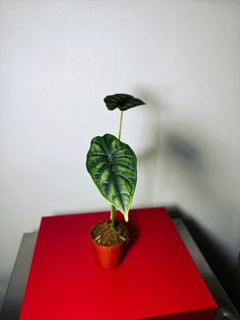 Alocasia Dragon Scale