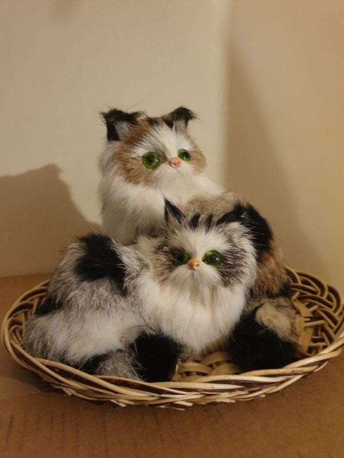 Plateau chatte et son chaton