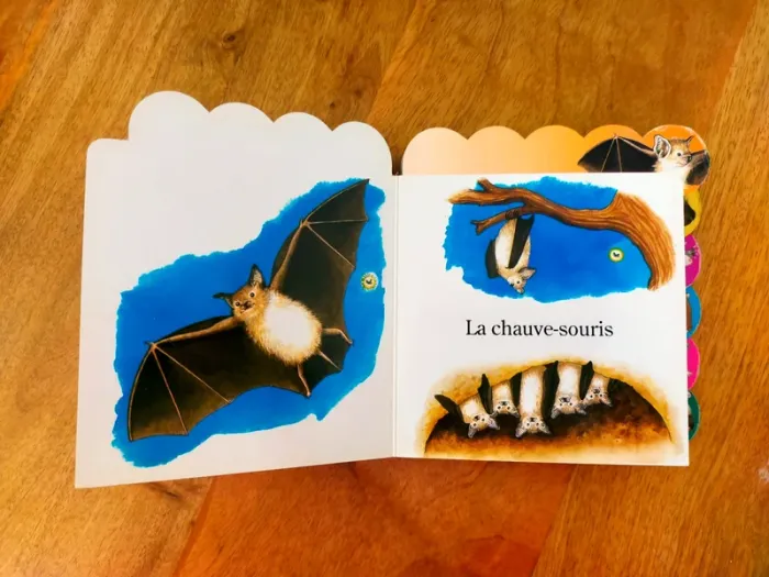 🦉 Les animaux de la nuit 🦝 - photo numéro 5