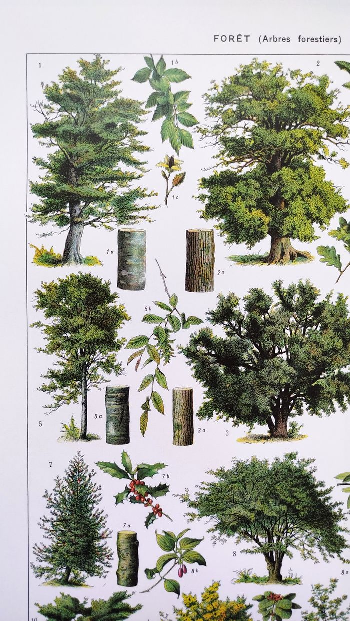 Affiche sur les arbres "hêtre", d'après une lithographie de 1928 - photo numéro 2