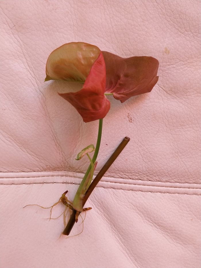 Syngonium  rose