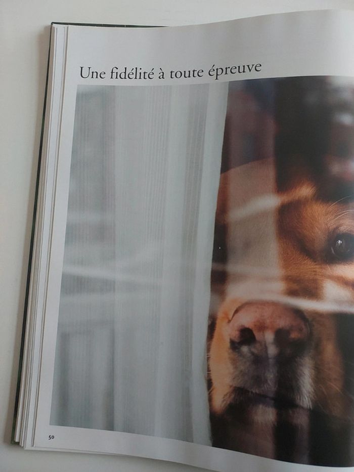 Les chiens 🐕 racontés aux enfants - photo numéro 3