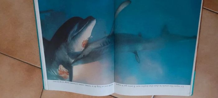 Les poissons - photo numéro 2