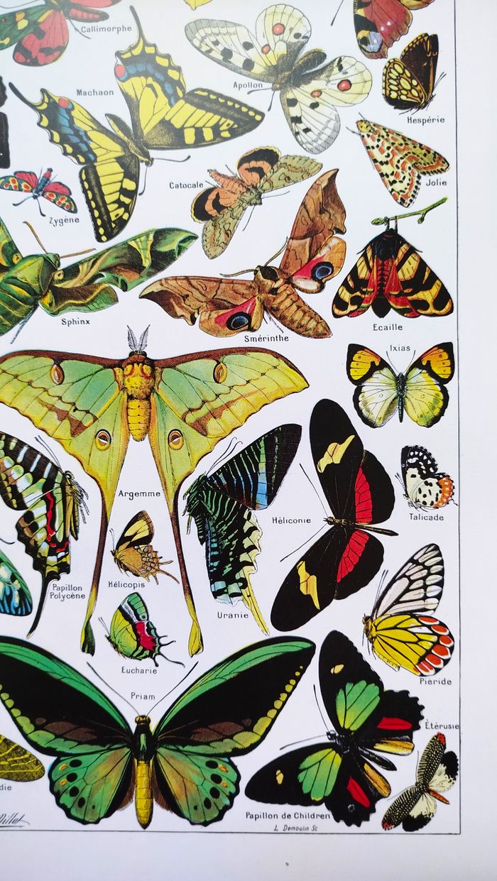 🦋 Affiche sur les papillons, d'après une illustration ancienne de 1928 - photo numéro 4
