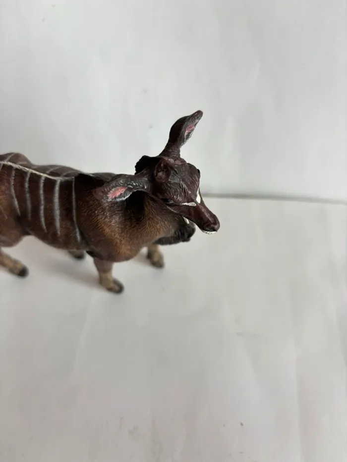 Antilope papo - photo numéro 2