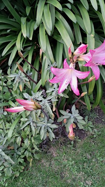 Lot de 10 amaryllis belladona